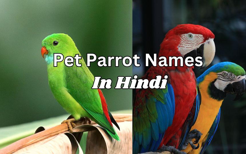 Pet Parrot Names In Hindi